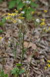 Golden groundsel